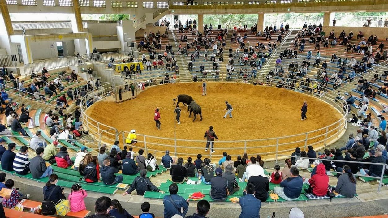 🐂 우루마시 이시카와 다목적 돔(투우장) (우루마시 이시카와 타모쿠테키 도-무(토-규-조-)) 이미지 1